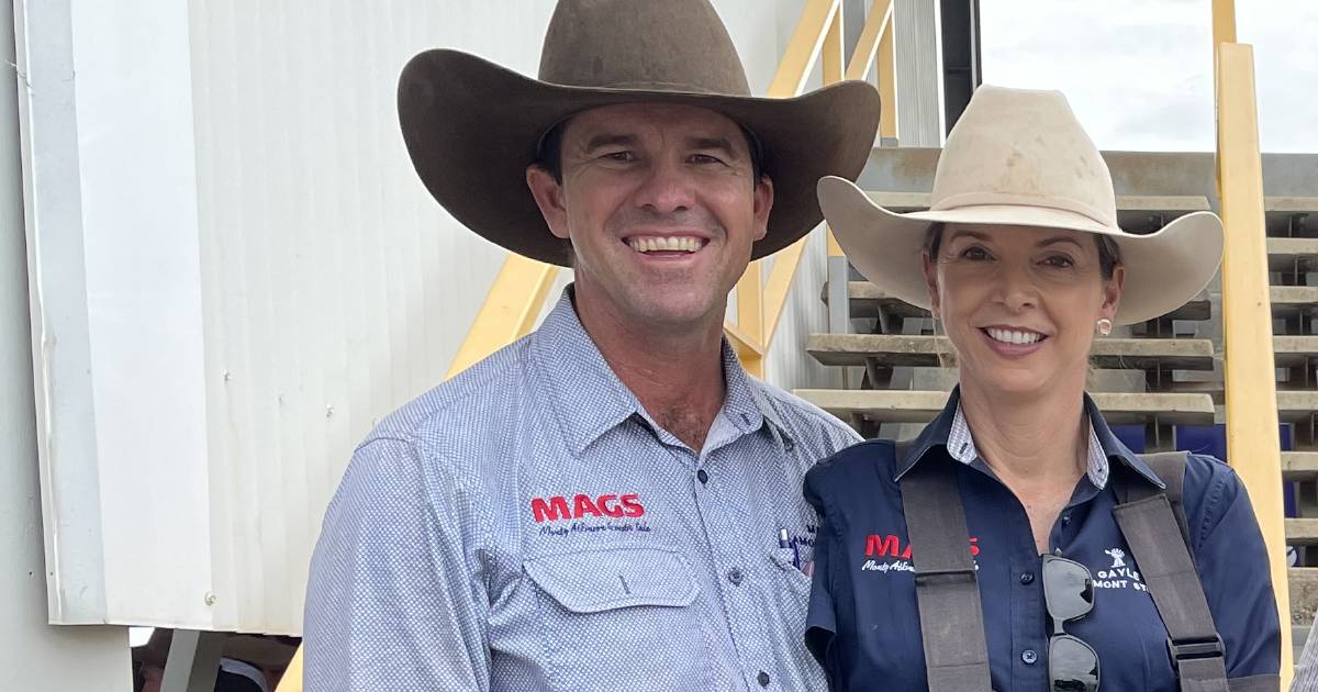 Clermont Droughtmaster producers to trial Hereford breed