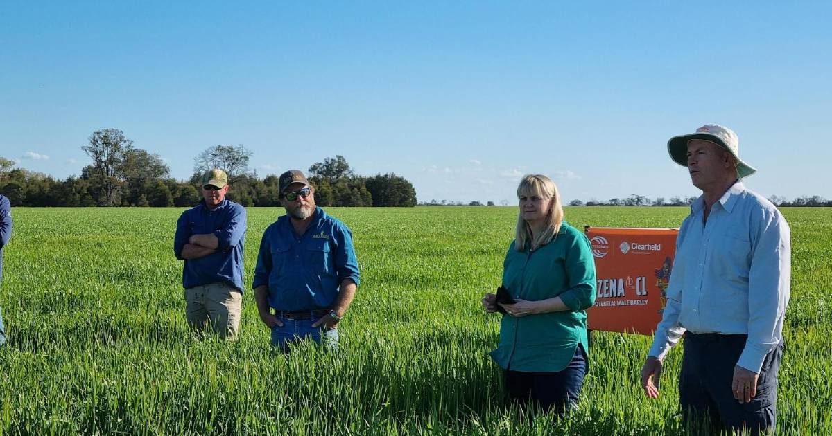 New Clearfield barley warrior on the way