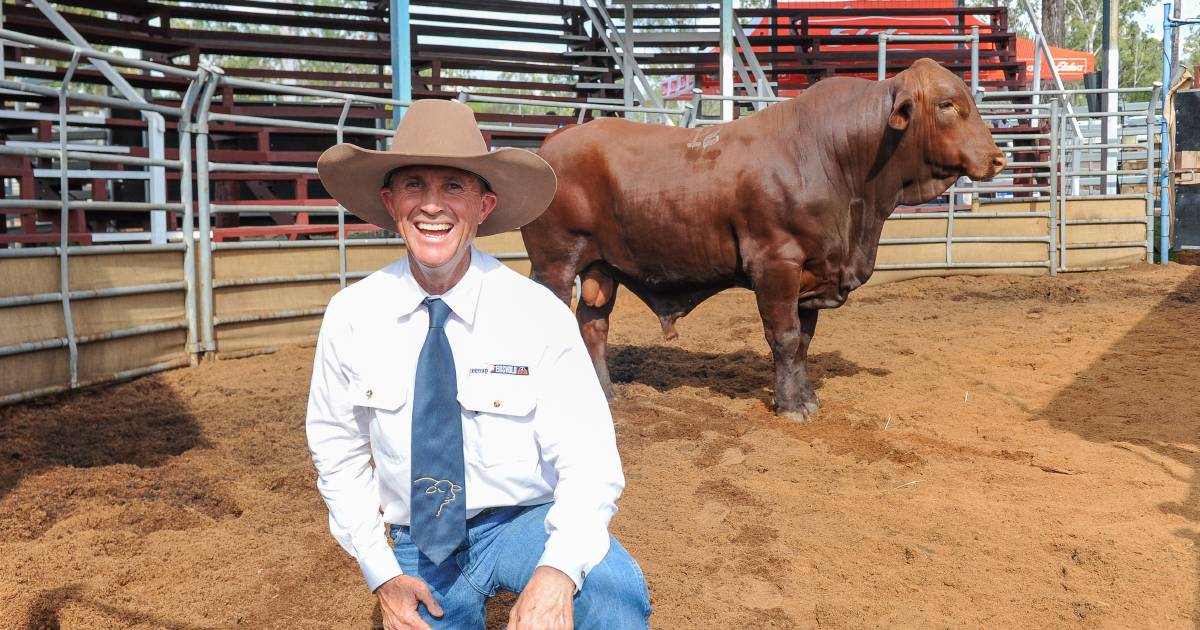 Greenup Eidsvold Station Santa Gertrudis bull sale well supported by long-term, repeat clients as far as WA | Queensland Country Life