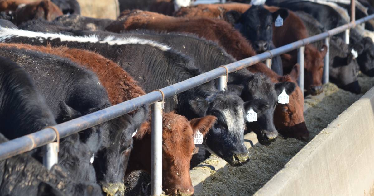 Beef Spectacular Feedback Trial underway at Teys Jindalee Feedlot | The Land