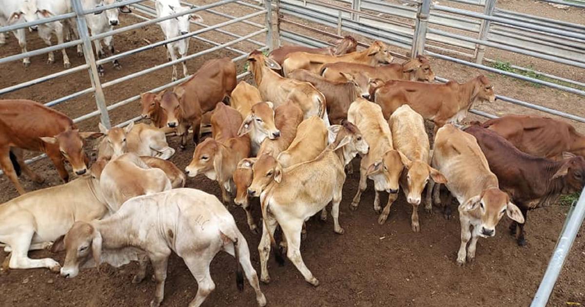 Yearling steers sell for 550.2c to return $1279/hd at Mareeba | North Queensland Register