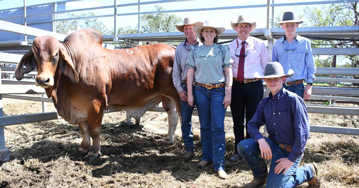 Brahman bull takes out top price at Monto All Breeds Sale