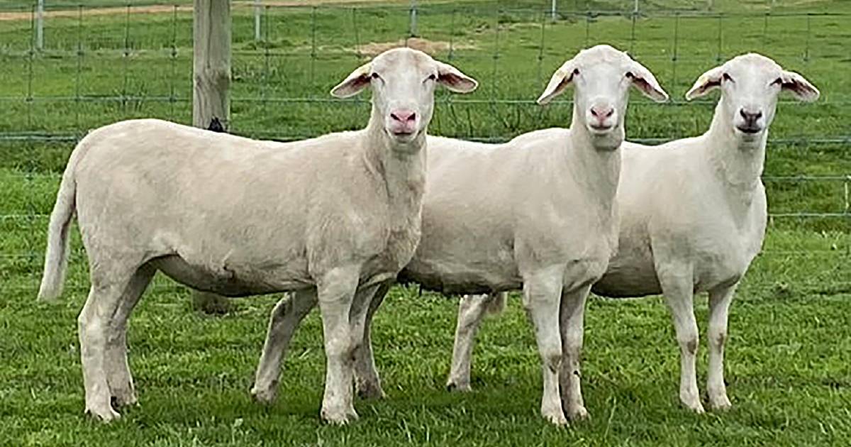 $5000/head average for Garnett SheepMaster stud | Farm Weekly