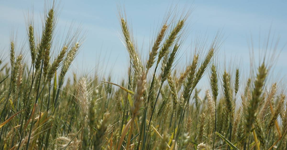 Hopes fade for wheat growers in Argentina as winter drought rolls into third La Nina | The Land