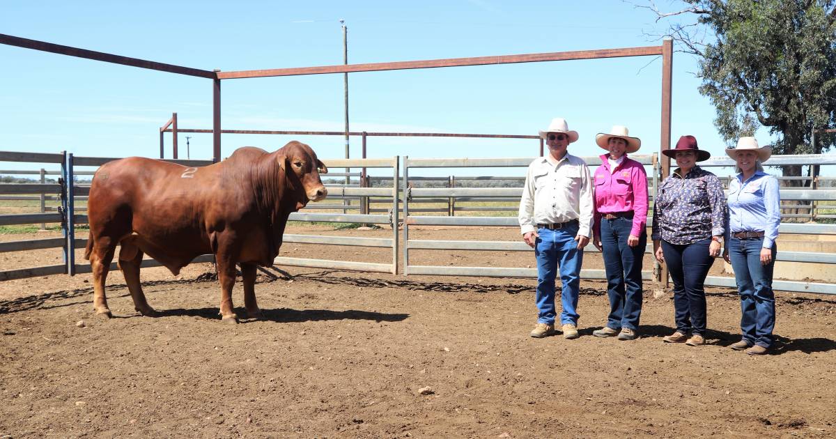 Droughtmaster studs vye for top Valera Vale bull