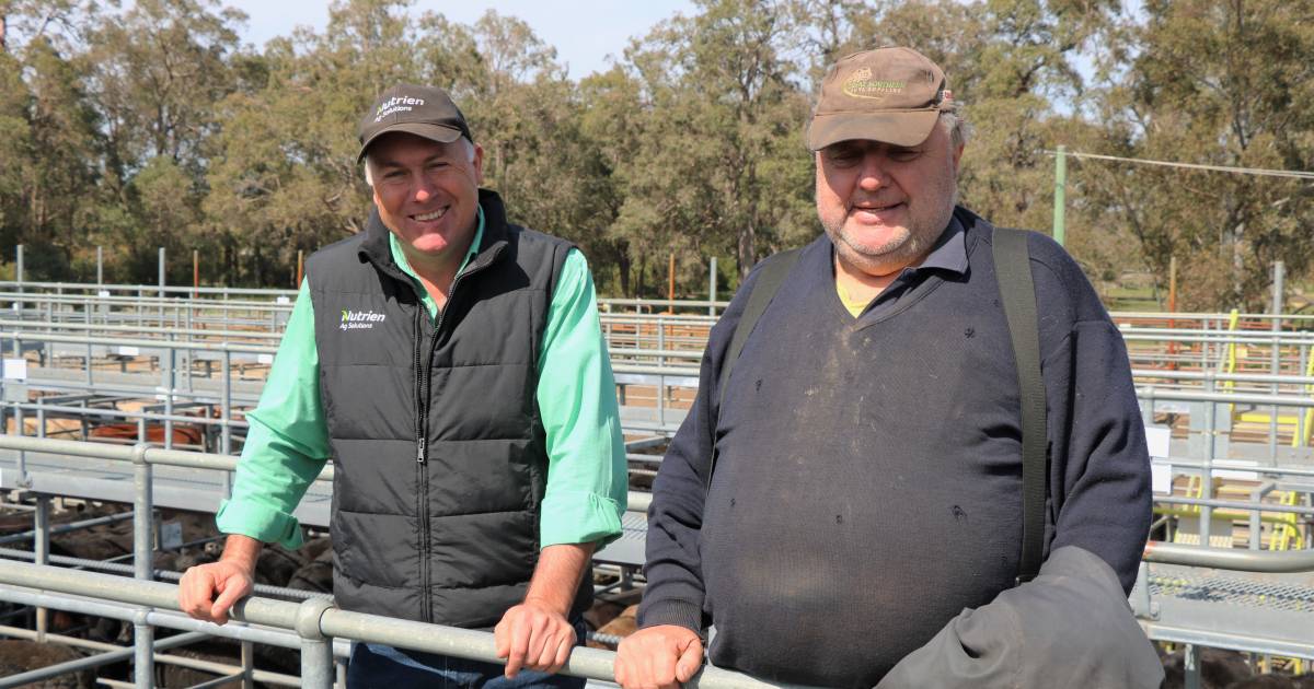 Sale average up at cattle sale