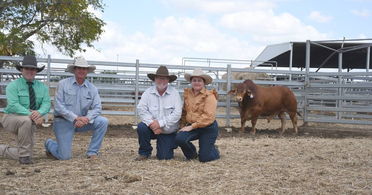 Mostyndale top Central Reds sale for the second year in a row