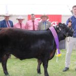 Cows and calves, PTIC cows dearer at Gracemere