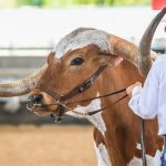 Warrell Creek breeder units top the market at Macksville