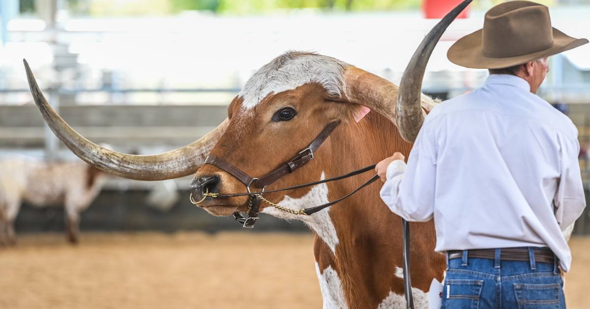 Texas Longhorns Show & Sale