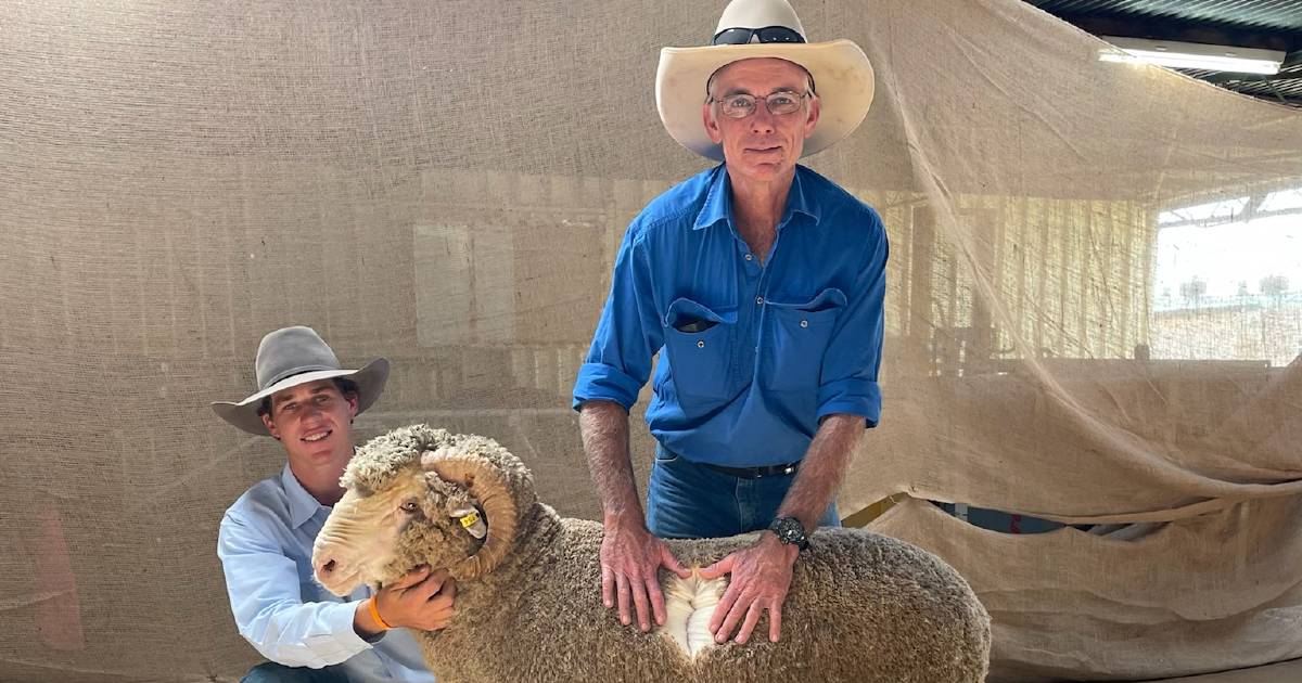 Blackall buyer snaps up top ram at Longreach Bungulla sale