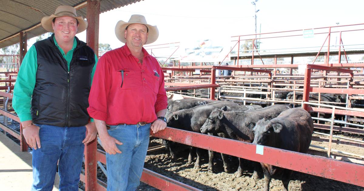 Wickham Cattle Company exhibits champion pen at Warwick bullock show and sale