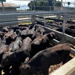 Replace or restock as cattle herd grows | Market Murmurs