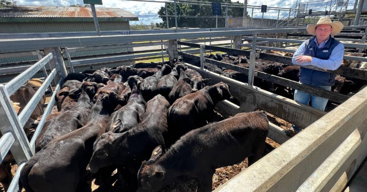 Brangus weaner steers reach 772c at CQLX | North Queensland Register