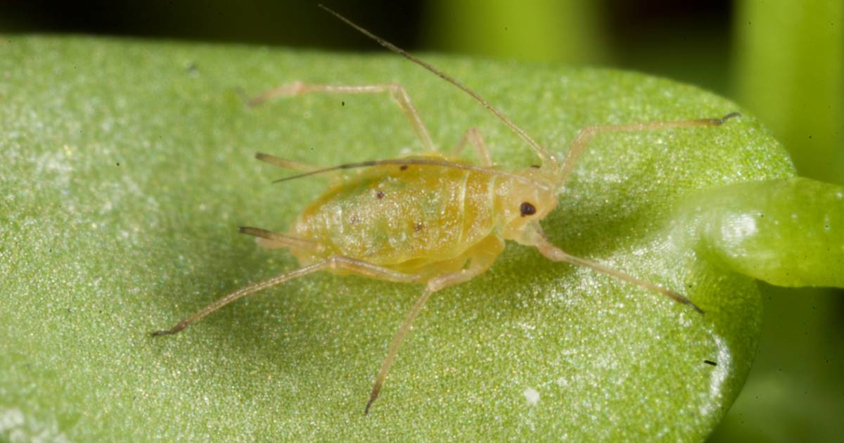 Green peach aphid resistant to spirotetramat | Farm Weekly