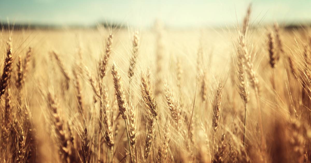 Wet finish expected to weigh on wheat quality at harvest