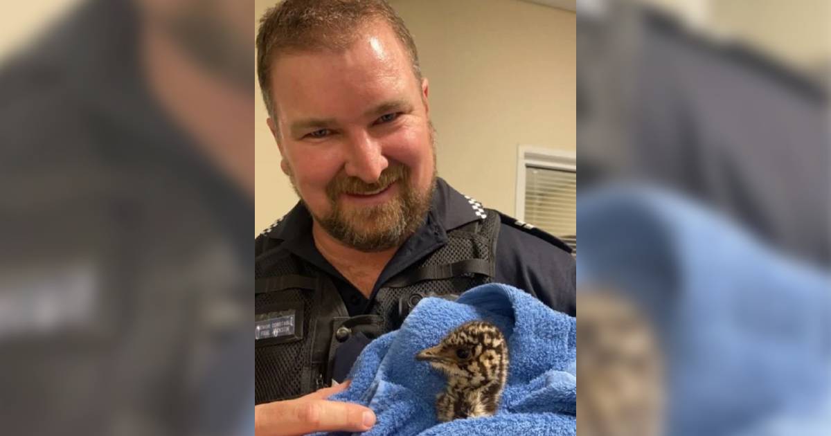 Bush cops save emu chick from unpleasant fate