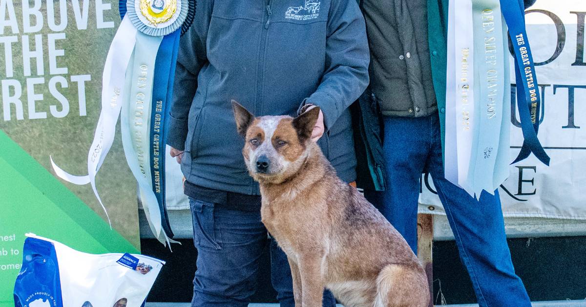 Great cattle dog muster in the Upper Hunter | The Land