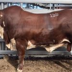 Weaner steers reach 696c at Eidsvold