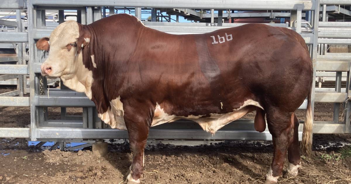 Sire Shootout winner sells at National Braford Sale