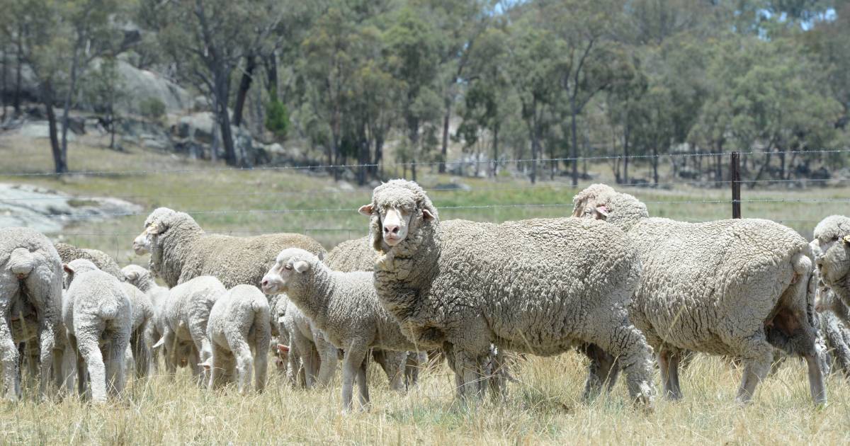 State's Merino breeders issue warning: 'beware of bruco'