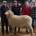 Five vendors come together for the inaugural Nyngan Dorper sale