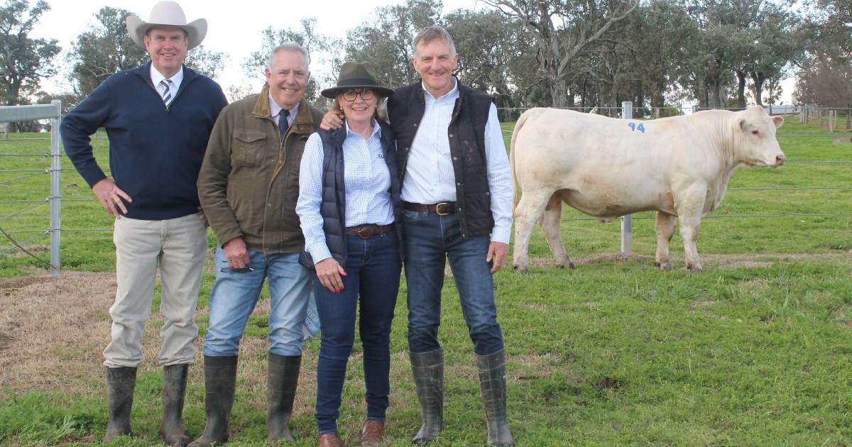 Ascot bull and female sale reaches record heights | Queensland Country Life