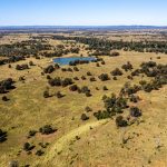 Barcoo Boer Goat stud reaches top of $1700 at inaugural Blackall sale | Queensland Country Life