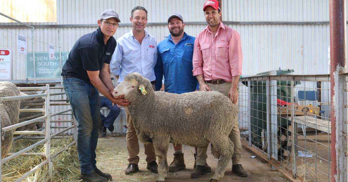 Seven Oaks South sire sells to $5000 in Merredin | Farm Weekly