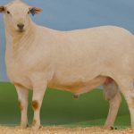 Roma sale 27 Sep 2022: Heifer highlight