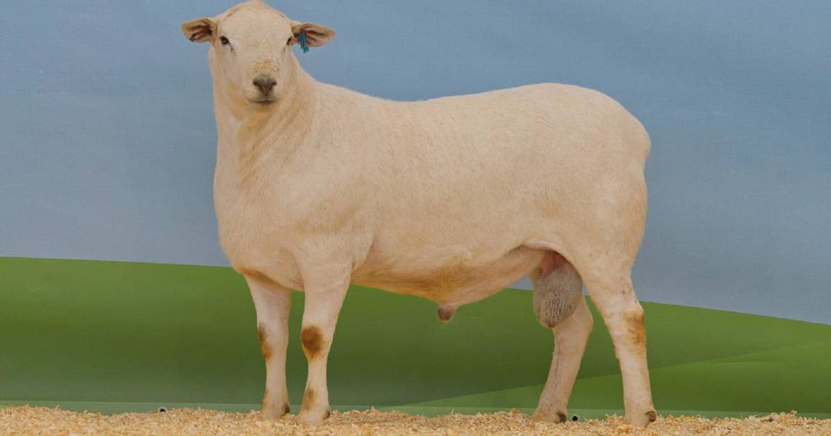 Tattykeel Australian White ram sets $240,000 record