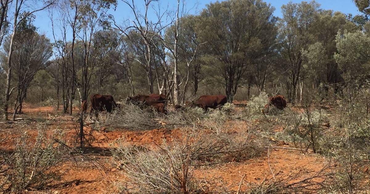 Cows can be better managed | Queensland Country Life