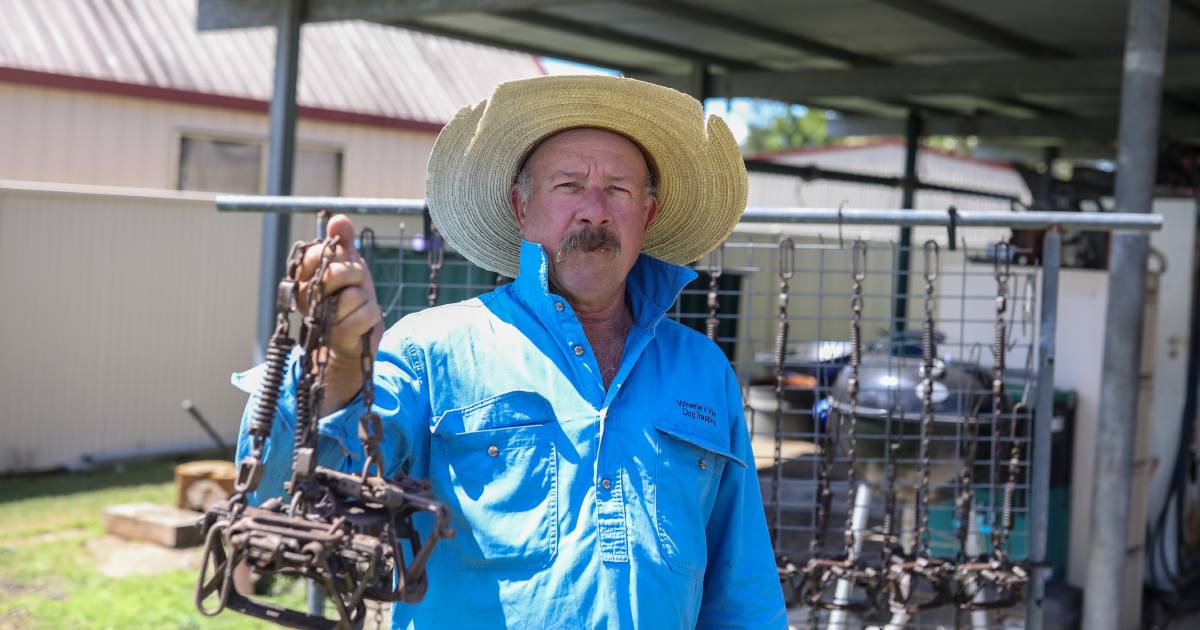 Wild dog experts warn of higher pup survival rates with good seasons but councils drop bounties | Queensland Country Life