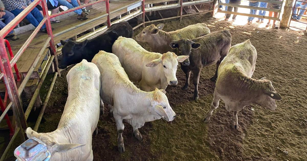 Droughtmaster cows and calves sell for $3400 at Laidley | Queensland Country Life