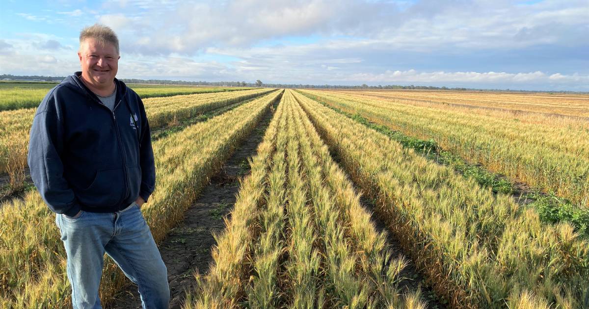 Anvil wheat drops for low rainfall areas