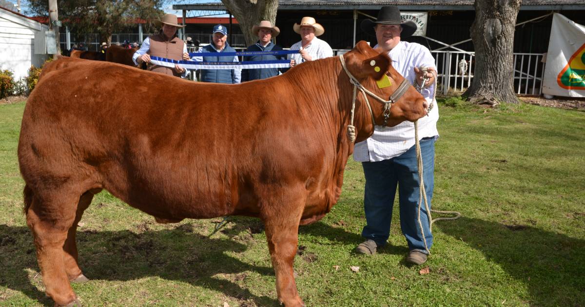 Woopaa takes the Shootout sash in a class of 18 at Colin Say & Co Beef Extravaganza