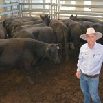 PTIC Droughtmaster heifers hit $2700 at Beaudesert | Queensland Country Life