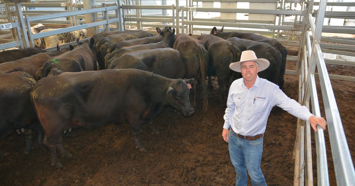 Best cows and calves make $4125 at Tamworth store sale | The Land