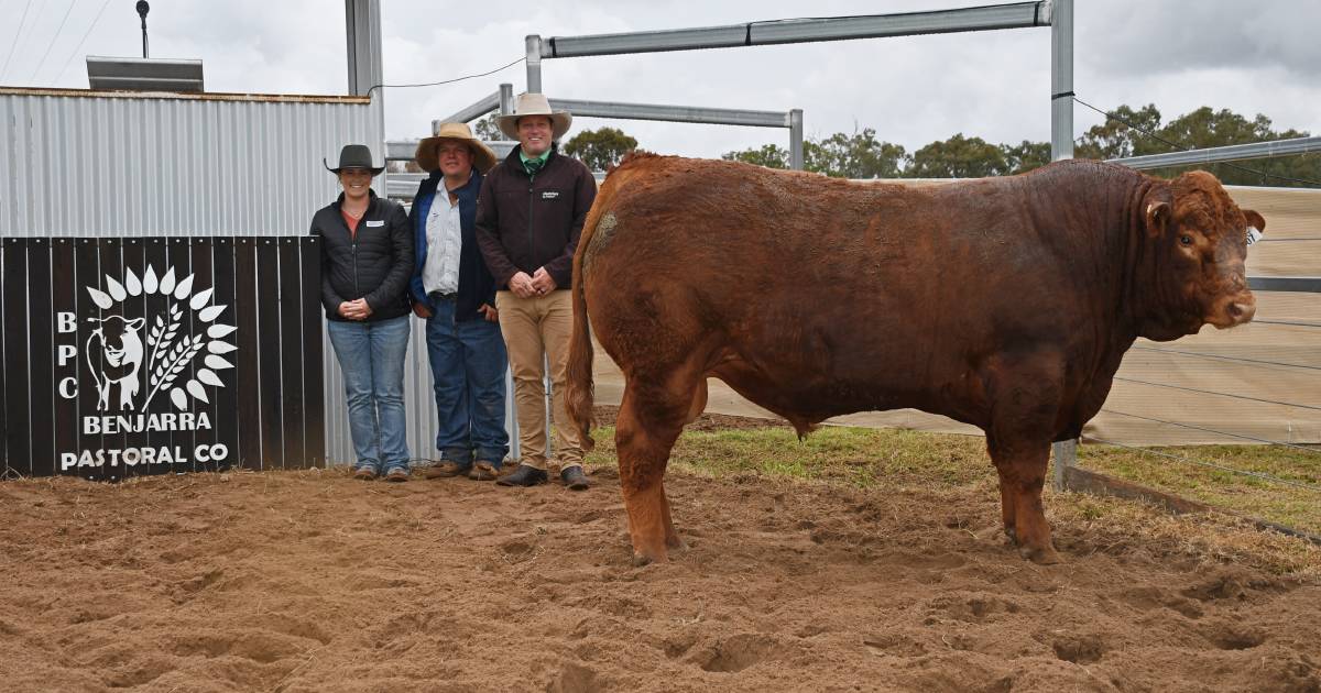 Ramjet soars to the top of annual Benjarra Limousin sale