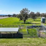 Benefits of live exports to northern Australia quantified