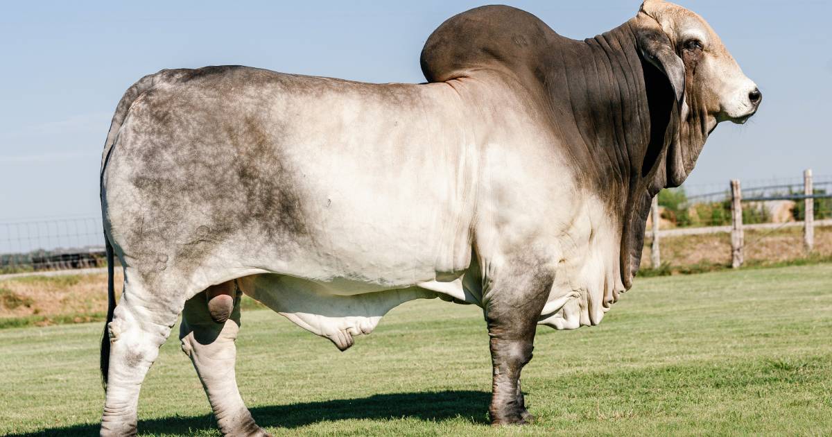 NCC Brahmans lands the rights to Texas ranch's Big Mack bull