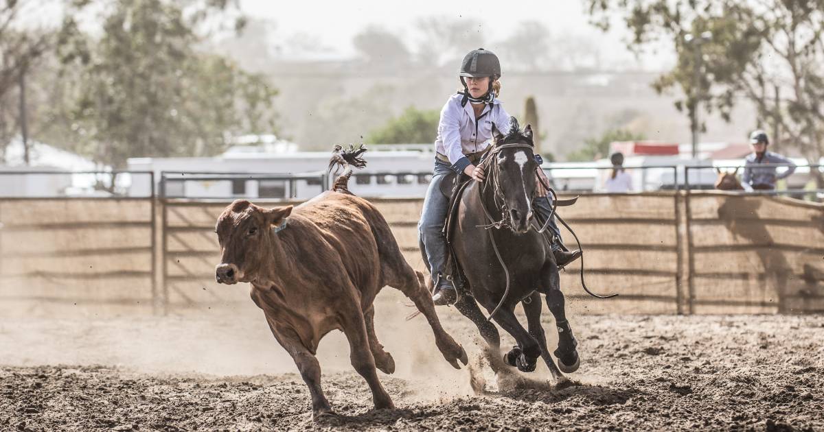 Top school-aged drafters prepare for Dalby battle