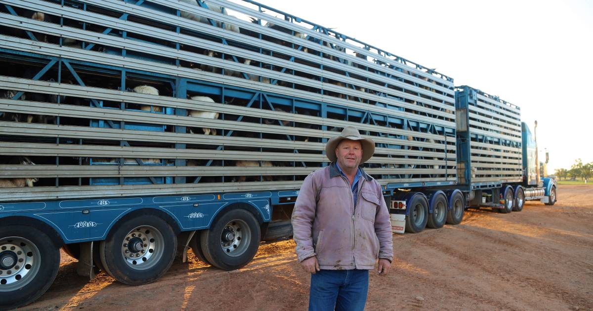 Goat breeders keen to save freight dollars and supply Bourke abattoir | Queensland Country Life