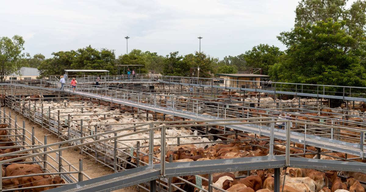 Weaner steers reach 750c, average 646c, at Charters Towers | North Queensland Register