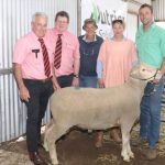 Sire Shootout winner sells at National Braford Sale