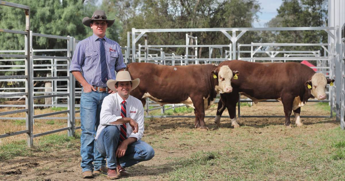 Jarrah Genetics Sale rises to $28,000 top | Queensland Country Life