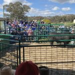 Action from the Wodonga sales