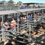 Desert Channels Queensland prickly acacia trial with camels achieves large feat | Queensland Country Life