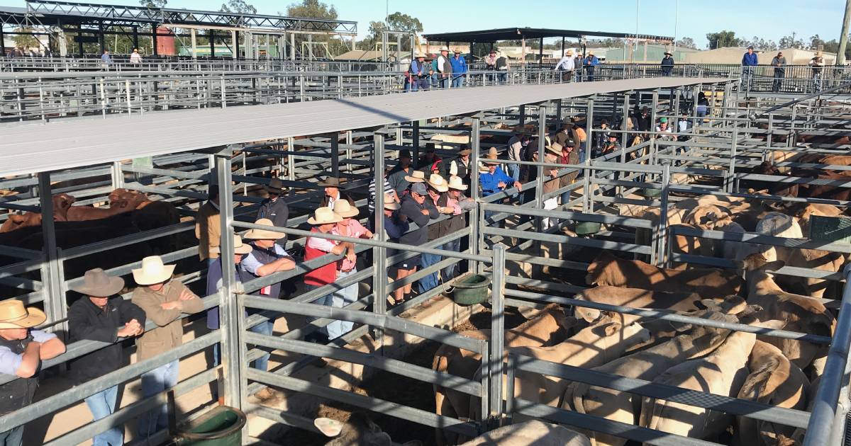 Weaner heifers 576c at Emerald