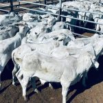 ACC looks to reduce herd emissions with first carbon project